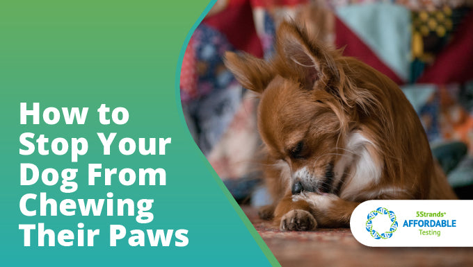 How To Stop Your Dog From Chewing Their Paws