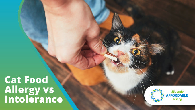 Cat food allergy clearance test