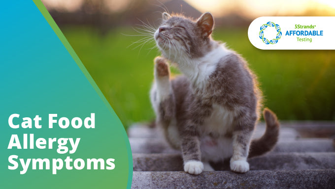 Cat Food Allergy Symptoms | 5Strands