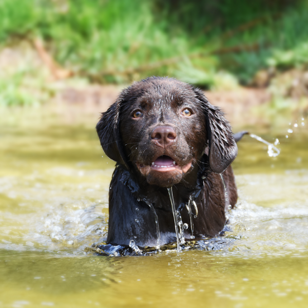 Pet Safety and Blue Green Algae