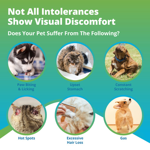 Pet Intolerances & Imbalances Test