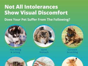 Pet Intolerances & Imbalances Test