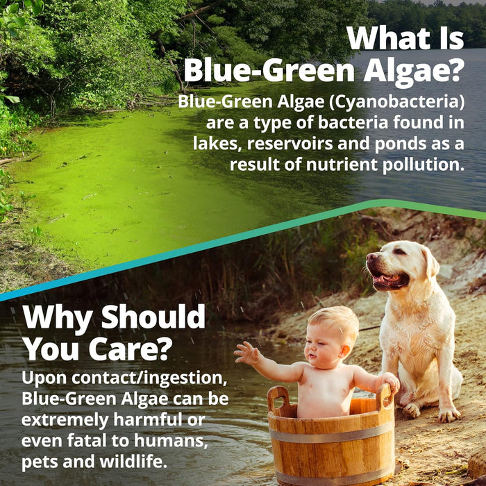 What is blue-green algae?