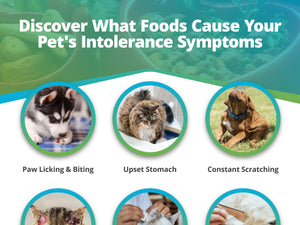Pet Food Intolerance Test
