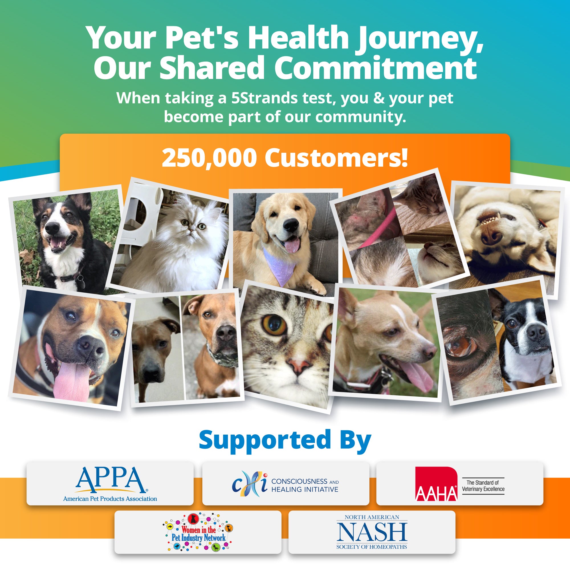 Pet Food Intolerance Test For All Breeds Ages 5Strands