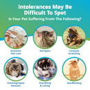 raw pet food intolerance symptoms